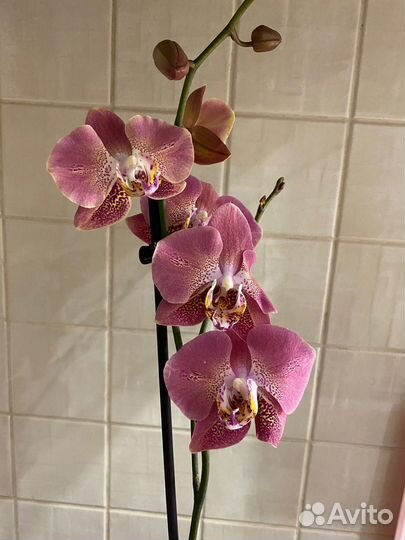 Орхидея
