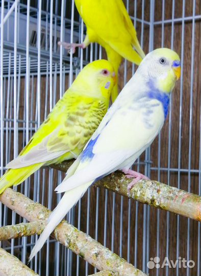 Волнистый попугай птенцы и взрослые