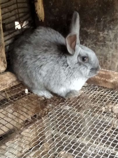 Кролы Полтавское серебро и Белый панон