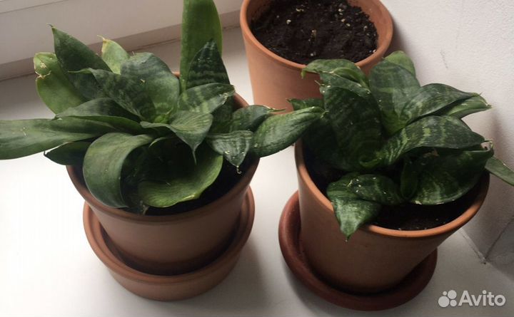 Интерьерные растения и кашпо