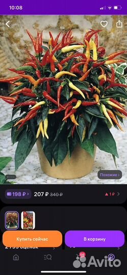 Перчик острый декоративный