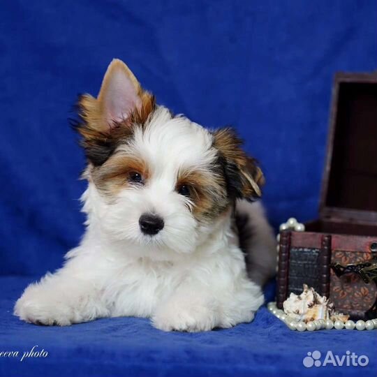 Щенки бивер йорка