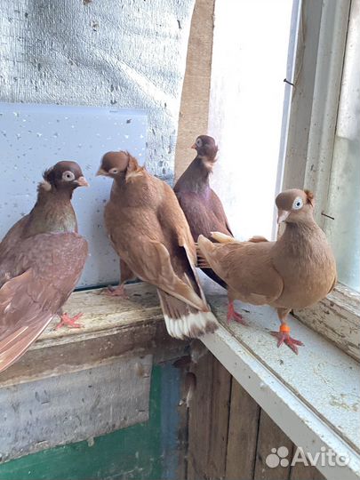 Голуби 3 пары по договорной цень