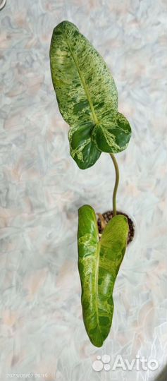 Филодендрон параисо верде