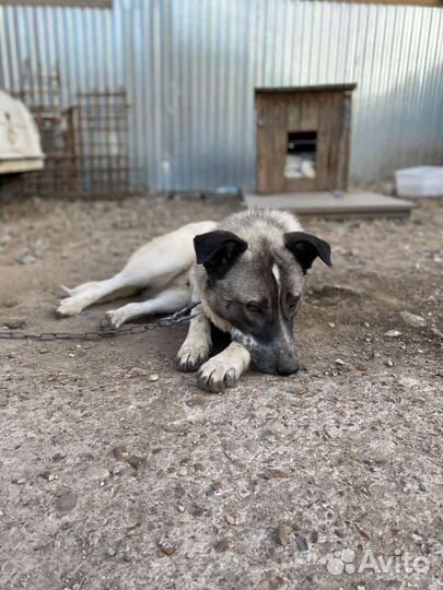 Собака в добрые руки