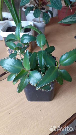 Комнатное растение