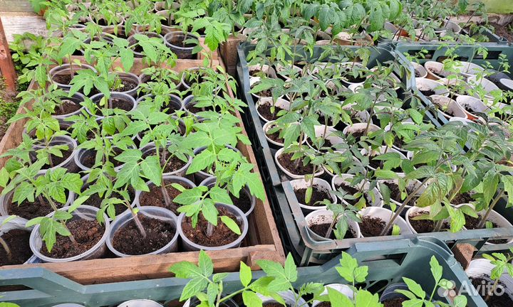 Рассада томатов и перцев