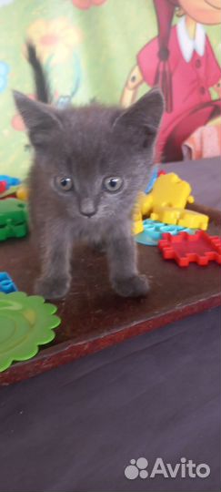 Котята от сиамки