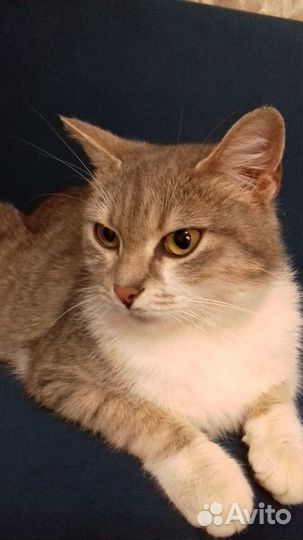 Отдам кошку в добрые руки