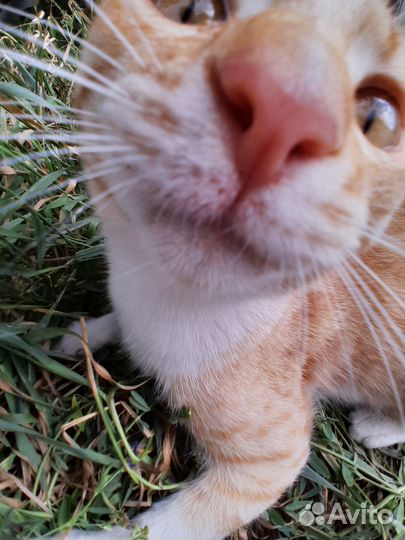 Рыжий котик в добрые руки