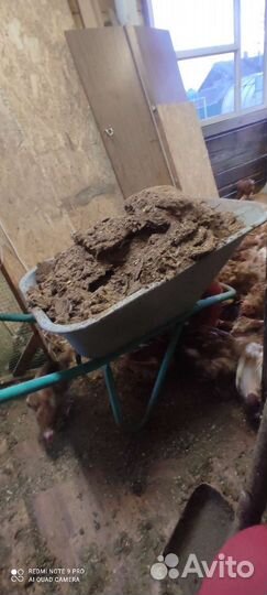 Куриный помет