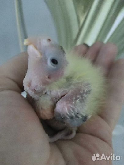 Кореллы птенцы 45 дней