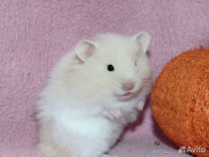 Сирийский хомяк из питомника Сириус