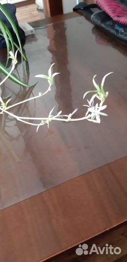 Хлорофитум