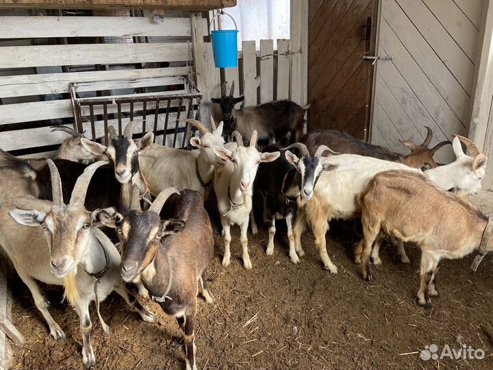 Козел для вязки, козы на мясо