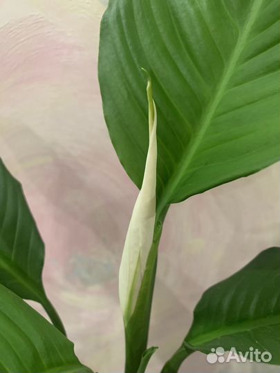 Спатифиллум