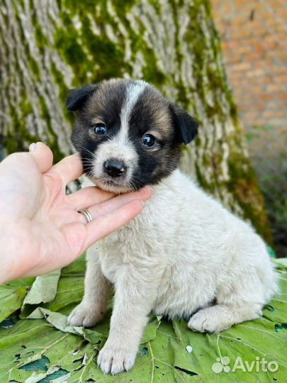 Щенок мальчик