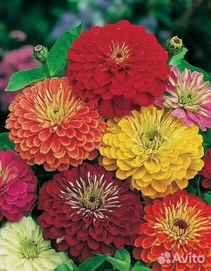 Рассада цинии микс