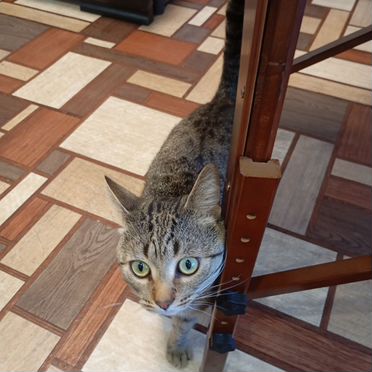 Европейский короткошёрстный, взрослый кот