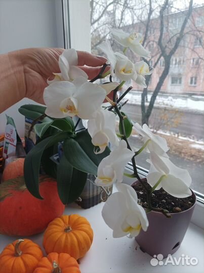 Продам цветы комнатные