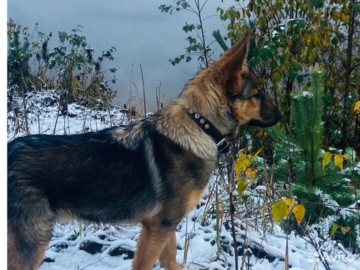 Щенок немецкой овчарки