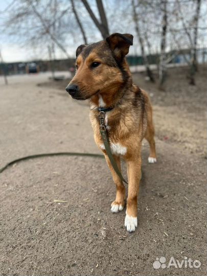 Приютский пес ищет хозяев