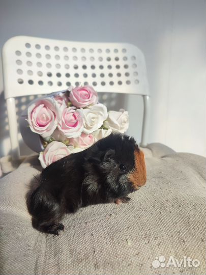 Морская свинка перуанская. Др 23.02.24 г