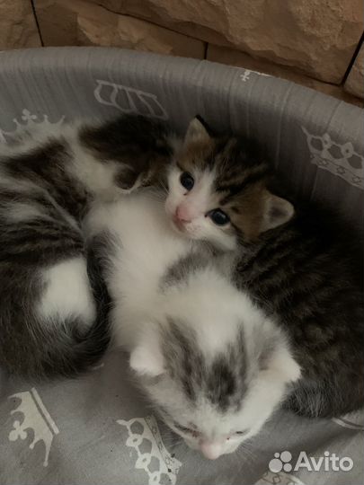 Отдам котят в добрые руки