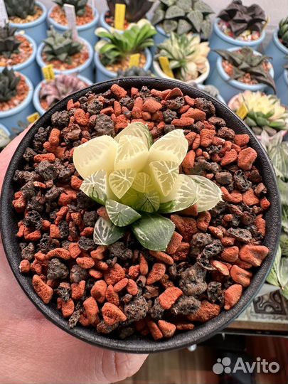 Суккуленты