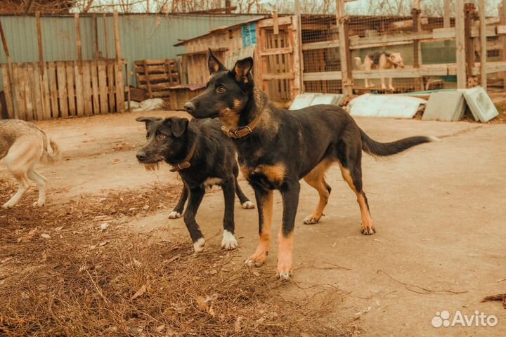 Собака в добрые руки
