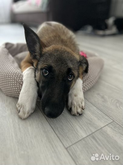 Маленький щенок в добрые руки помесь малинуа