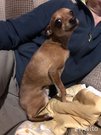 Собака для вязки