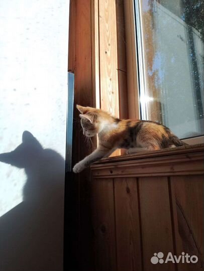 Трехцветный котенок девочка