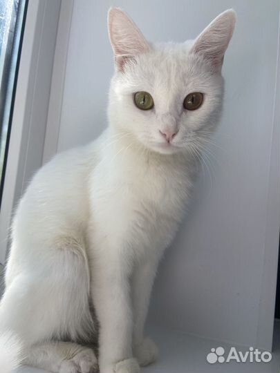 Кошечка стерилизованая в добрые руки