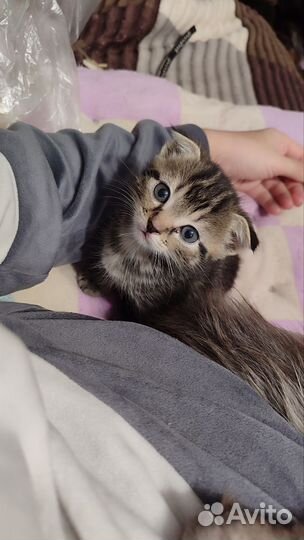 Шотландская вислоухая