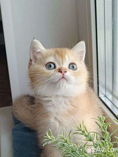 Шотландские котята мальчики шоколадное золото