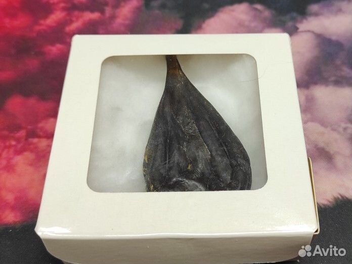 Желчный пузырь питона