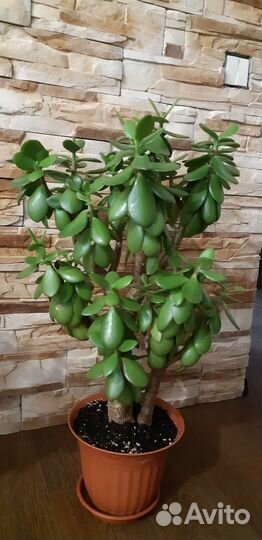 Денежное дерево