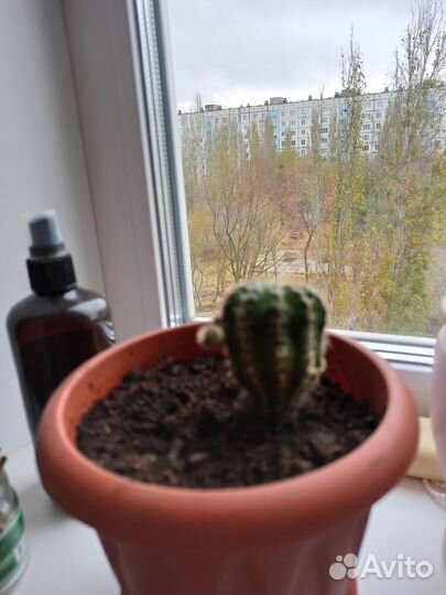 Большой круглый кактус