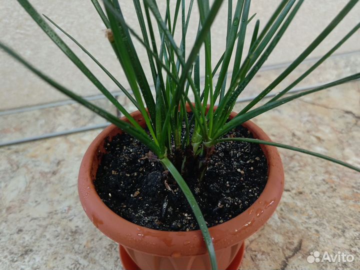 Зефирантес (выскочка) белый