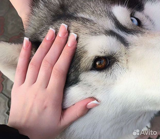 Сибирский хаски вязка