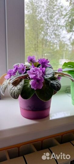 Комнатные растения цветы