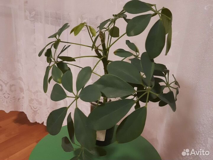 Комнатные цветы шефлера