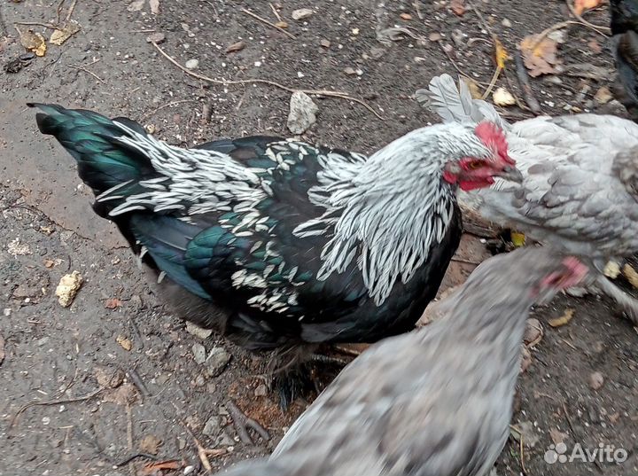 Петух Маран