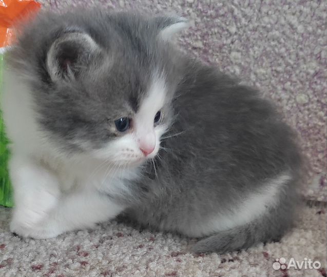 Котята пушистики