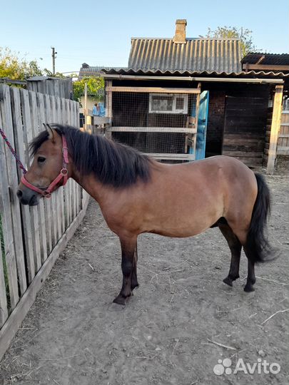 Племенной жеребец пони