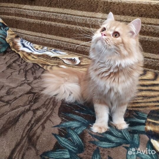 Кошечка хайленд страйт