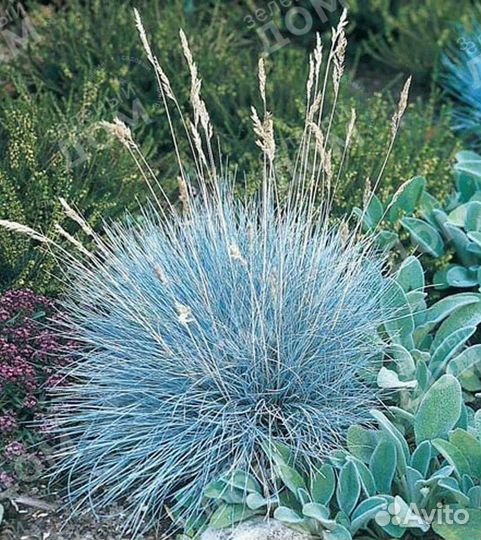 Многолетники для сада