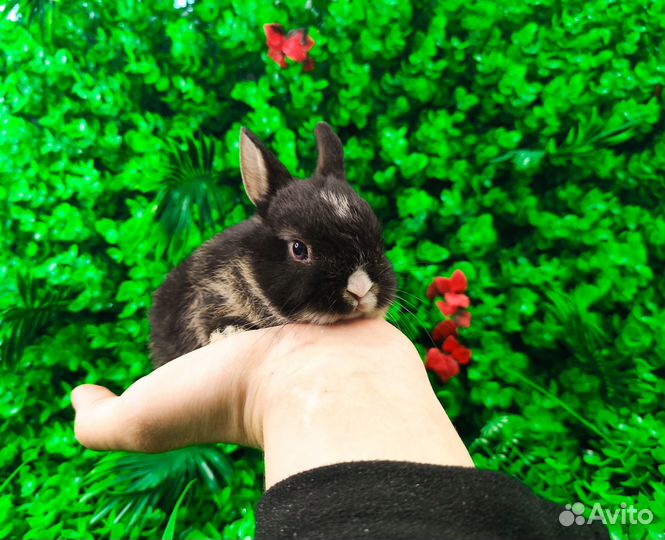 Мини Карликовый кролик - самый маленький