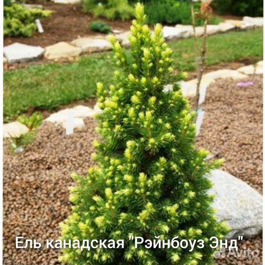 Ель голубая, Можжевельники